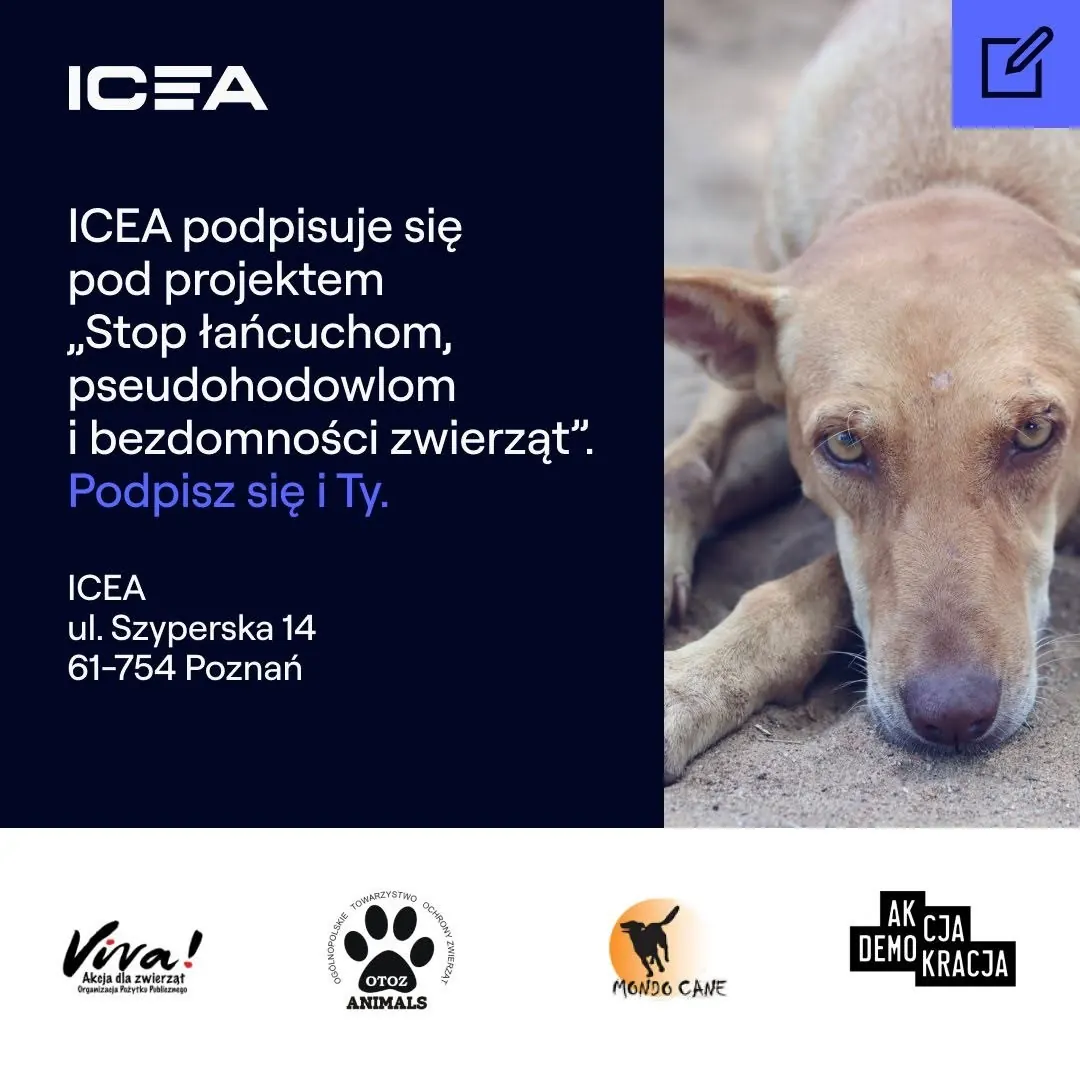 Pomagamy zwierzętom: schroniska, Psierociniec i akcja Stop łańcuchom: zdjęcie 2