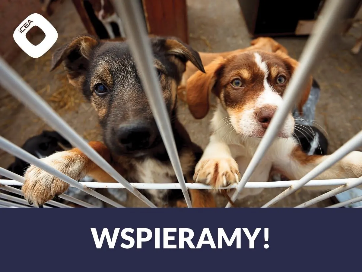 Pomagamy zwierzętom: schroniska, Psierociniec i akcja Stop łańcuchom: zdjęcie 3