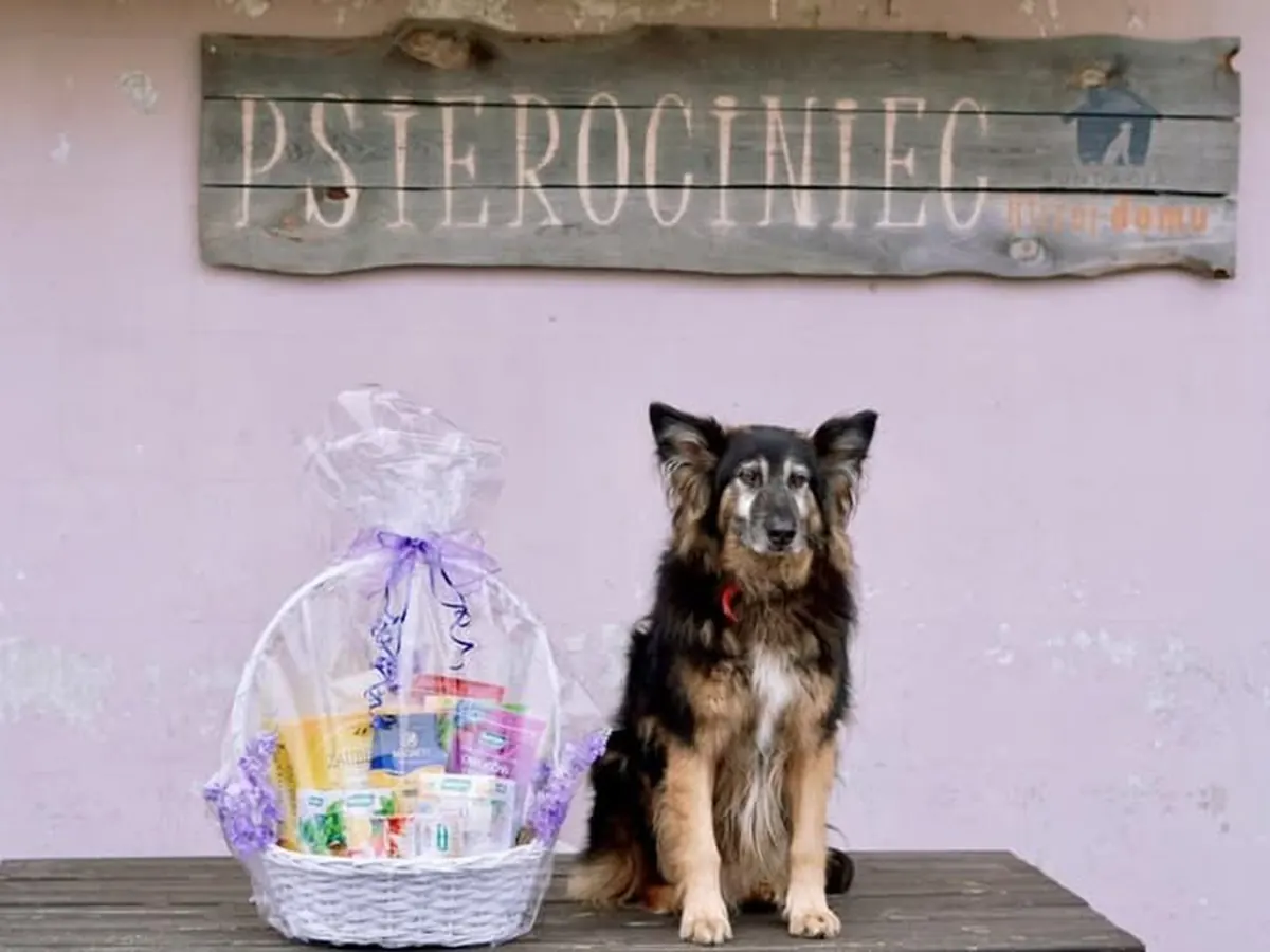 Pomagamy zwierzętom: schroniska, Psierociniec i akcja Stop łańcuchom