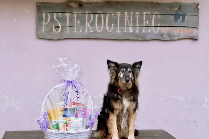 Pomagamy zwierzętom: schroniska, Psierociniec i akcja Stop łańcuchom