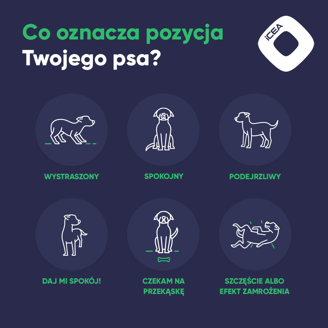 Co oznacza pozycja Twojego psa
